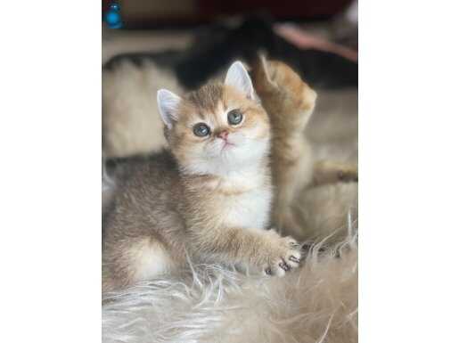 British golden anne baba scrli dişi 
