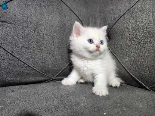 British shorthair ayı surat bebeklerimiz