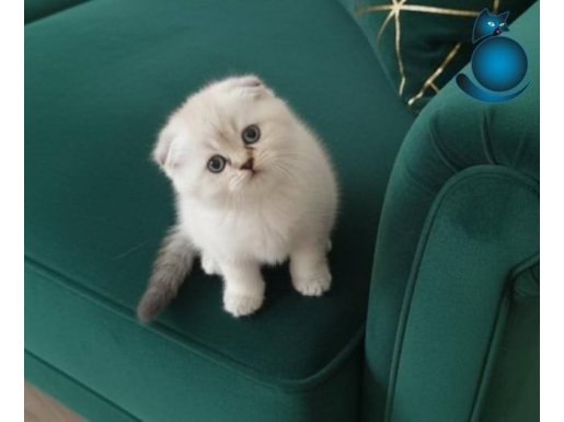 Ayı surat scotish silver point