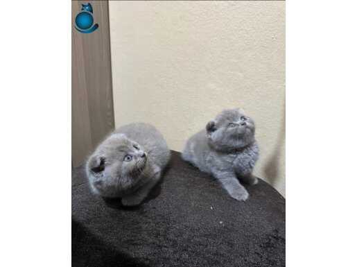 Scotish fold dişi erkek 