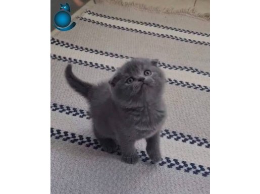 Scotish fold british shorthair yavrularımız teslime hazır