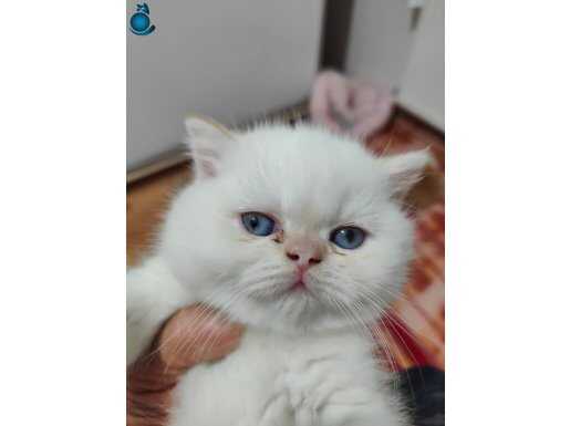 British shorthair yavrularımız teslime hazır