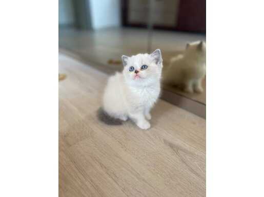 A kalite Ayı Surat Yavrular