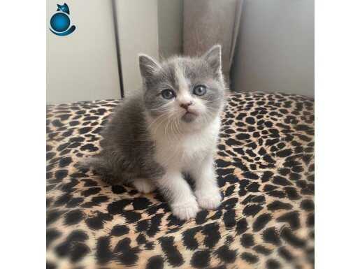 Bicolour ve gri yavrularımız teslime hazır