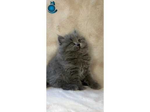 British shorthair ve longhair bebeklerimiz