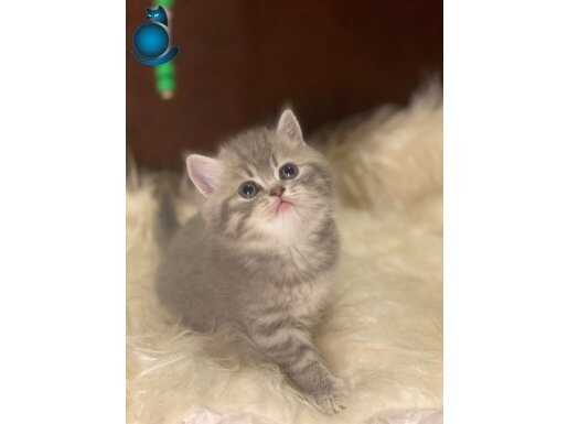 British tabby ayı surat bebeklerim 