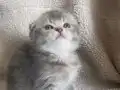 Ayı surat scotish bebekler 