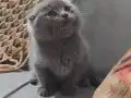 Ayı surat scotish bebekler 