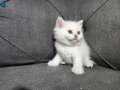 British shorthair ayı surat bebeklerimiz
