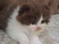 Dolgun Yanaklı Ayı Surat Scottish Fold Yavrusu