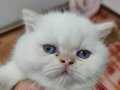 British shorthair yavrularımız teslime hazır