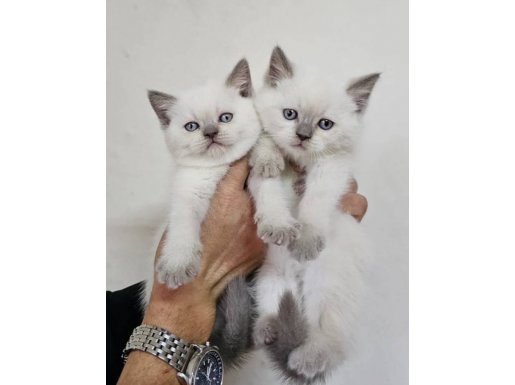 Birinci sınıf British bebekler (Blue Point)