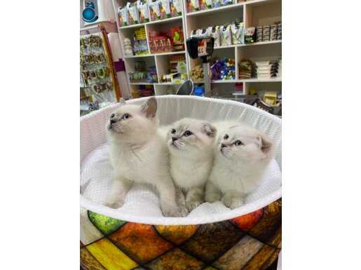 Scottish fold ve british yavrular 
