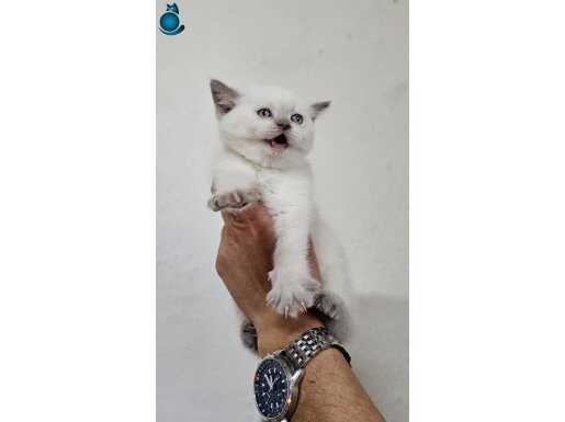 A kalite British yavrular ( Blue pint)