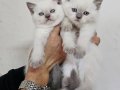 Birinci sınıf british shorthair yavrular (blue point)