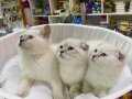 Scottish fold ve british yavrular 