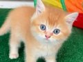 Ev ortamında bakılan safkan ırk bebekler Scr li ve pet