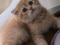 Ev ortamında bakılan safkan ırk bebekler Scr li ve pet
