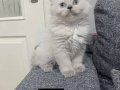 Ev ortamında bakılan safkan ırk bebekler Scr li ve pet