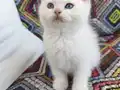 Ev ortamında bakılan safkan ırk bebekler Scr li ve pet