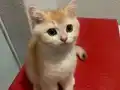 Safkan ırk sağlıkli evde bakılmış bebekler