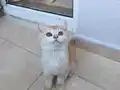 Safkan ırk sağlıkli evde bakılmış bebekler
