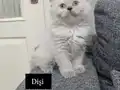 Safkan ırk sağlıkli evde bakılmış bebekler