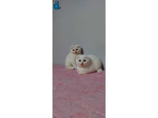 Safkan beyaz ERKEK scottish fold yavruları 2 aylık