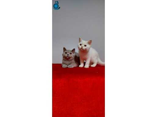 Safkan british shorthair yavruları 2 aylık 