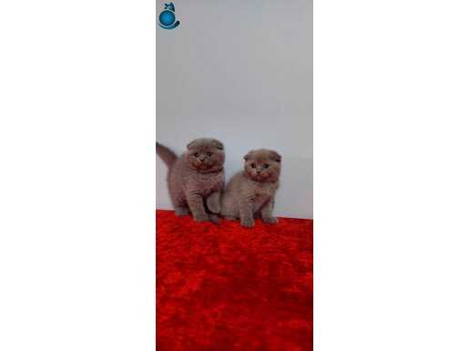 Safkan scottis fold yavruları 2 aylık