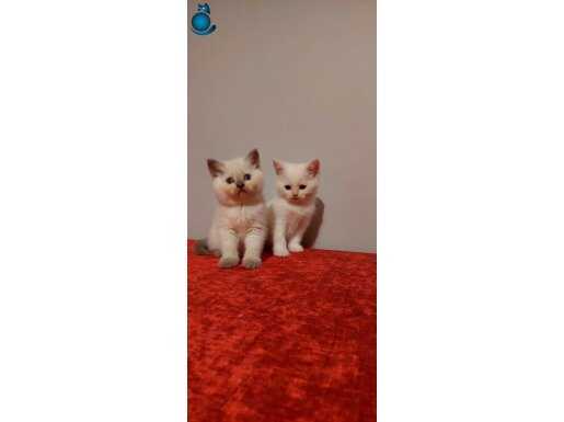 Safkan british shorthair ERKEK yavrular 2 aylık 
