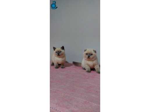 Safkan mavi gözlü ERKEK yavrular 2 aylık