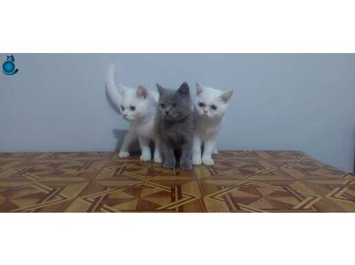 Safkan british shorthair yavruları 2 aylık