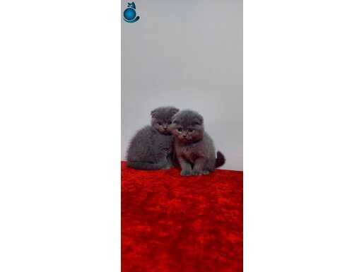 Safkan gri scottish fold yavruları 2 aylık