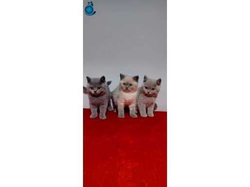 Sosyalleşmiş Safkan British Shorthair Yavruları