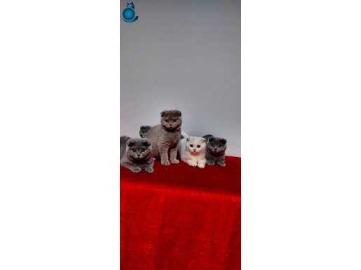 Safkan scottish fold yavrular DİŞİ 3 aylık