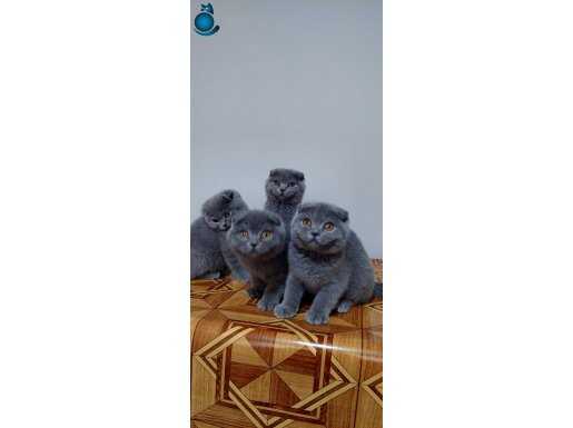 Safkan gri DİŞİ scottish fold yavruları 2 aylık