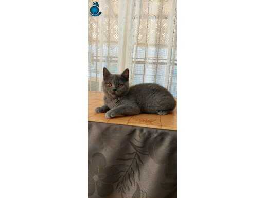 Safkan erkek british shorthair yavru 2 aylık