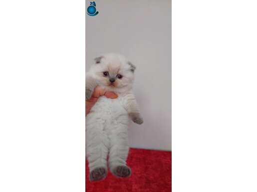 Safkan scottish fold yavruları