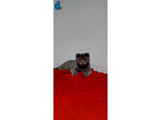 Scottis fold gri ERKEK yavru 2 aylık 