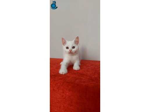 Safkan beyaz british shorthair ERKEK yavru