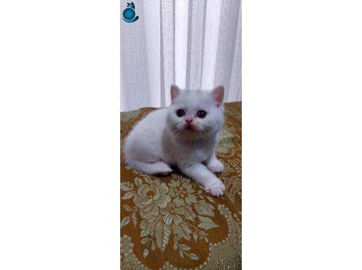 Safkan ERKEK british shorthair yavru 2 aylık