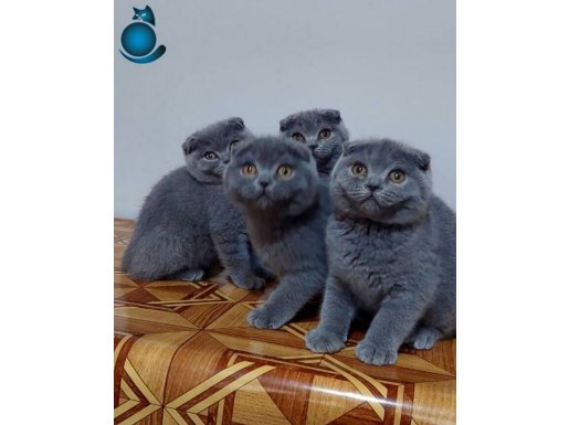 Safkan scottish fold yavruları 2 aylık