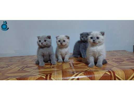 Safkan scottish fold yavruları 2 aylık 