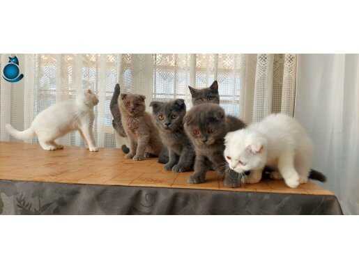 Safkan DİŞİ yavrular 2 aylık 