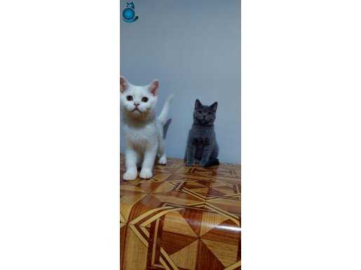 Safkan 2 aylık british shorthair yavrular