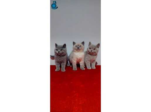 Safkan DİŞİ british shorthair yavrular 2 aylık