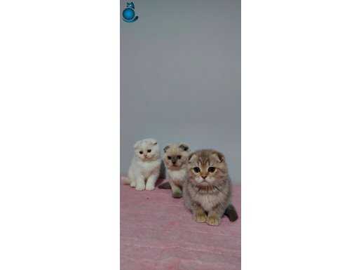 Safkan DİŞİ scottish fold yavruları 2 aylık