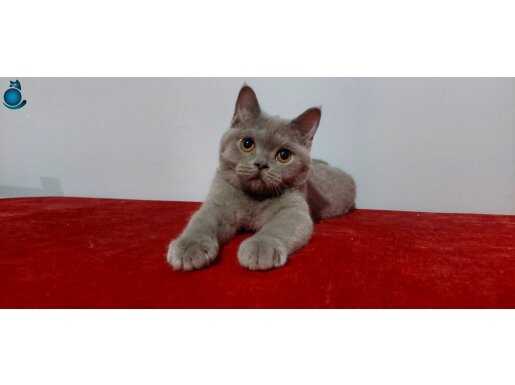 Safkan british shorthair ERKEK yavru 4 aylık