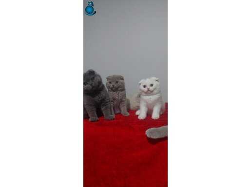 Safkan scottish fold yavruları 